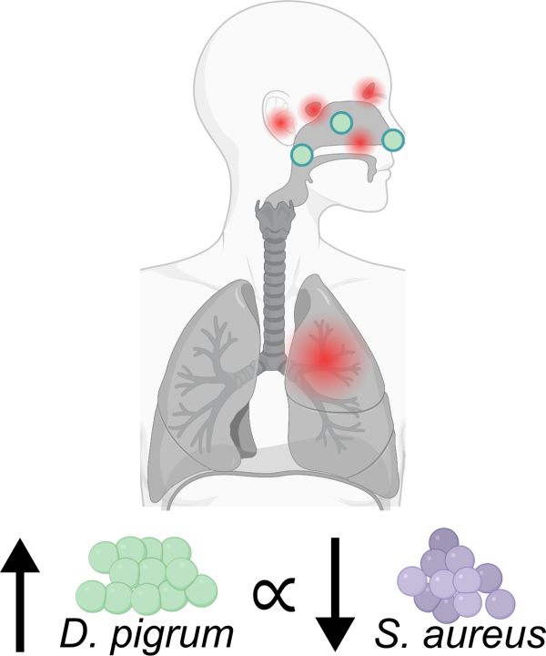 Cartoon Diagram summarizing the associations between D. pigrum and S. aureus at different sites in the respiratory tract